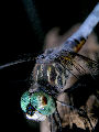 Dragonfly11T.jpg"