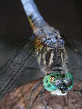 Dragonfly13T.jpg"