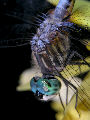 Dragonfly15T.jpg"