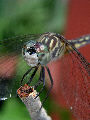 Dragonfly17T.jpg"