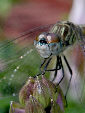 Dragonfly19T.jpg"