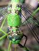 Dragonfly1T.jpg"