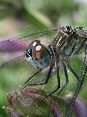 Dragonfly20T.jpg"