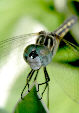 Dragonfly21T.jpg"