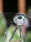 Dragonfly22T.jpg"