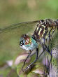Dragonfly23T.jpg"