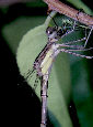 Dragonfly26T.jpg"