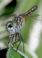 Dragonfly2T.jpg"