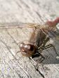 Dragonfly31T.jpg"