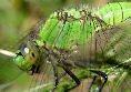 Dragonfly3T.jpg"