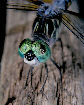 Dragonfly6T.jpg"