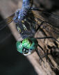 Dragonfly8T.jpg"