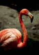Flamingo.jpg"