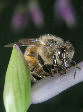 Honeybee11T.jpg"