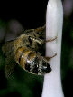 Honeybee12T.jpg"