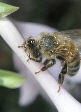Honeybee14T.jpg"