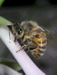 Honeybee15T.jpg"