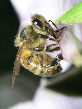 Honeybee16T.jpg"