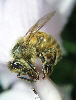Honeybee17T.jpg"