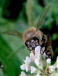 Honeybee1T.jpg"