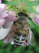 Honeybee3T.jpg"