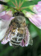 Honeybee4T.jpg"