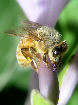 Honeybee6T.jpg"