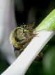 Honeybee8T.jpg"