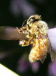 Honeybee9T.jpg"