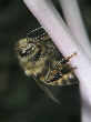 HoneybeeT.jpg"