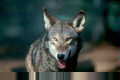 Redwolf.jpg"