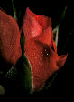 Roses10T.jpg"