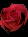 Roses11T.jpg"