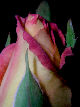 Roses12T.jpg"