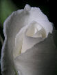 Roses14T.jpg"