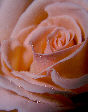 Roses17T.jpg"