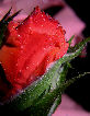 Roses18T.jpg"