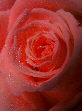 Roses19T.jpg"