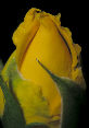 Roses20T.jpg"