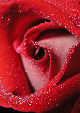 Roses22T.jpg"