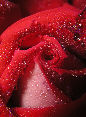 Roses28T.jpg"
