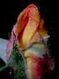 Roses2T.jpg"