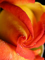 Roses32T.jpg"