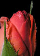 Roses33T.jpg"