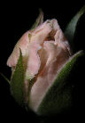 Roses36T.jpg"