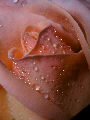 Roses39T.jpg"