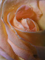 Roses3T.jpg"