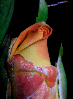 Roses41T.jpg"