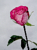Roses44T.jpg"