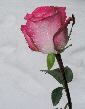 Roses45T.jpg"